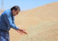 روند خرید گندم در استان خوزستان سرعت می گیرد