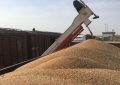 خرید تضمینی بیش از ۱ میلیون تن گندم در استان خوزستان
