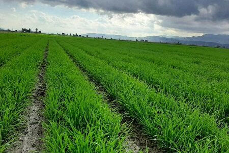 انعقاد ۳۹ هزار هکتار از مزارع گندم استان در طرح کشت قراردادی
