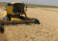 خرید تضمینی گندم در خوزستان به ۱٫۲ میلیون تن نزدیک شد