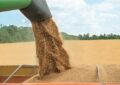 امکان ذخیره سازی کل گندم برداشت شده در سیلوهای استان وجود دارد