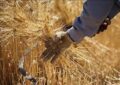 خریدتضمینی گندم در خوزستان به یک میلیون و ۲۷۵ هزار تن رسید