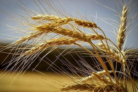خرید تضمینی گندم در استان خوزستان از نیم میلیون تن عبور کرد