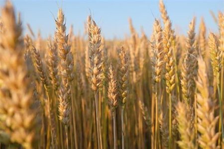 خرید بیش از ۷۱۷ هزار تن گندم از کشاورزان خوزستان