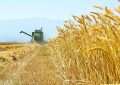 خرید بیش از یک میلیون و ۱۰۵ هزار تن گندم در استان خوزستان