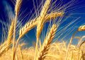 خرید بیش از ۱۶۲ هزار تن گندم در خوزستان