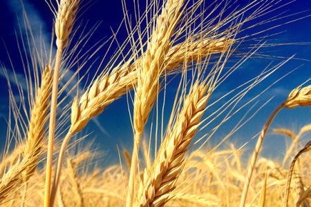 خرید بیش از ۸۲۴ هزار تن گندم در استان خوزستان